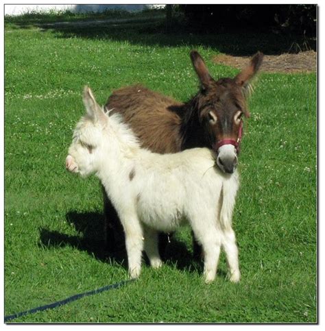 2017 Miniature Donkey Foals - Miniature Donkeys at The Elms Farm