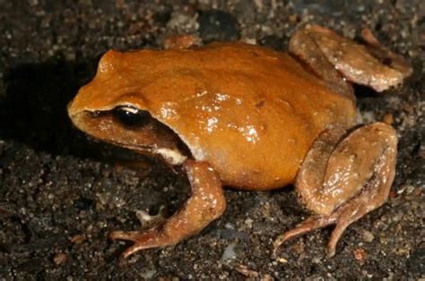 Betahita Spesies Katak Baru Ditemukan Dan Sudah Terancam Punah