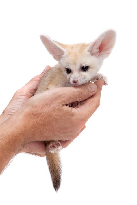 Pretty Fennec Fox Cub On White Background Stock Image Image Of