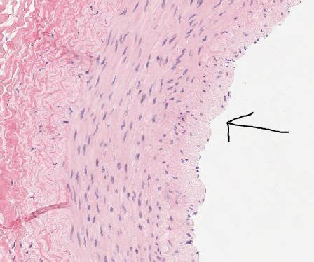 Histology Quiz 1 Exam 1 Flashcards Quizlet