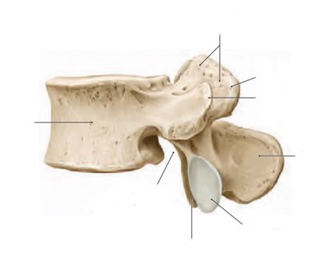 Typowy kręg lędźwiowy L4 Diagram Quizlet