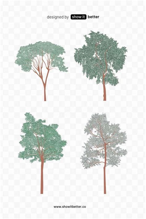 Broadleaf Trees Elevation Pack Landscape Architecture Drawing Plant