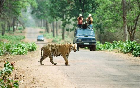 Explore The Wildlife Beauty Of Tadoba Andhari Tiger Resrve Iris Outdoors