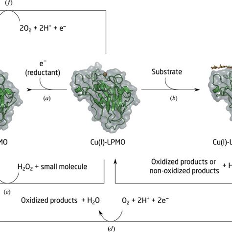 Hydrogen Deuterium Exchange Of The Backbone Amide Groups Full D