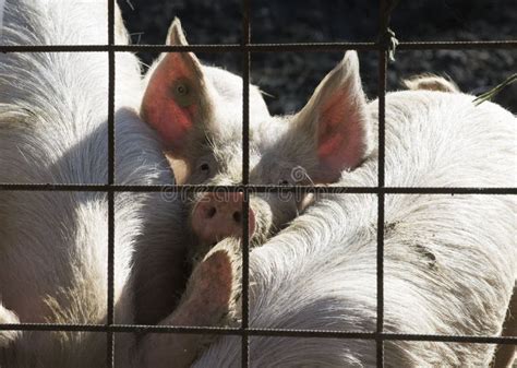 Pig Breeding in Livestock Farming Stock Image - Image of farm, pork ...