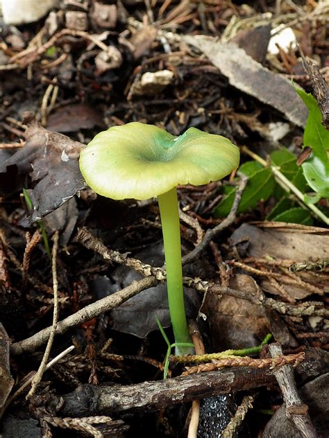 17 Types of Green Mushrooms (Identification And Edibility)