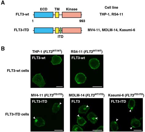 FLT3 ITD Transduces Autonomous Growth Signals During Its Biosynthetic