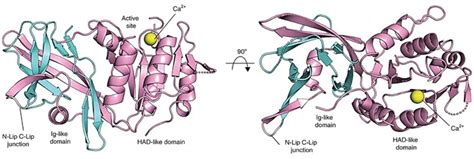 Structural Research Of Phosphatidic Acid Phosphatases Creative