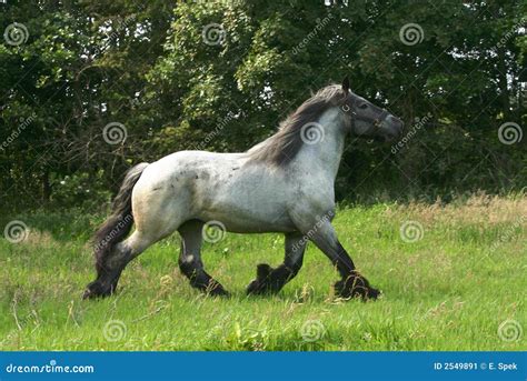 Draft Horse In A Trot Stock Image Image 2549891