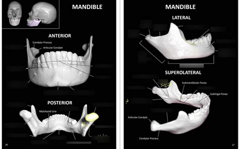 Spinal Lab Practical II Mandible Diagram Quizlet