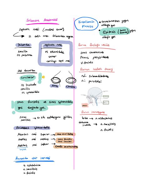 SOLUTION solunum anatomisi tip fakültesi 2 Studypool