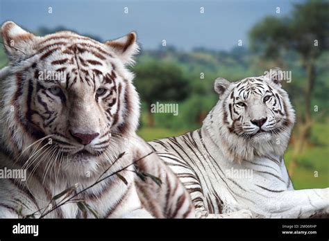 Rare White Bengal Tigers Stock Photo Alamy