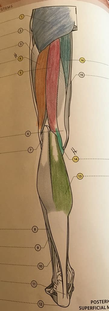 Posterior Superficial Leg And Hip Muscles Diagram Quizlet