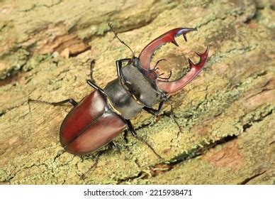 1,420 Stag Beetle Antlers Images, Stock Photos & Vectors | Shutterstock