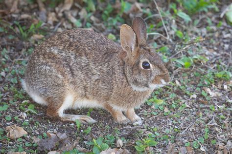 Florida Gallery 1 Of 2 — Slonina Nature Photography