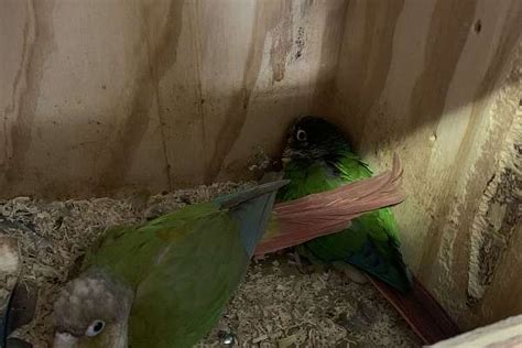 Green Cheek Conures Proven Pair