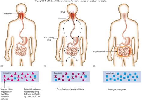 Microbiology Chapter 12 Drugs Microbes Host The Elements Of