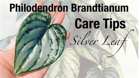 Philodendron Brandtianum Care Tips Purifier House Plants YouTube