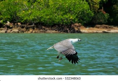 413 White bellied eagle hunting Images, Stock Photos & Vectors ...