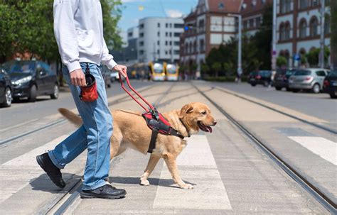What Does It Take To Be A Service Dog