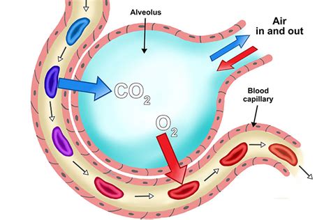 Diffusion In Biology Explains How Minerals Leaveenter Cells