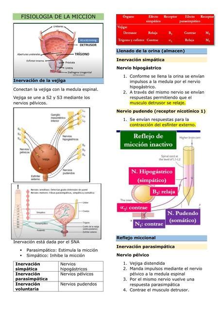 Fisiología de la micción Alvaro Jesus Romero Rodriguez uDocz