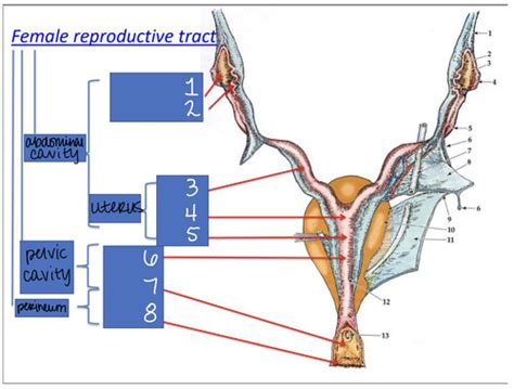 Lecture 27 Female Repro Flashcards Quizlet