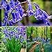 Woodland Bulbs X Bluebell Bulbs Bluebells Bulbs For Planting Now