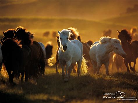 Horse Mustang Wallpapers Wallpaper Cave