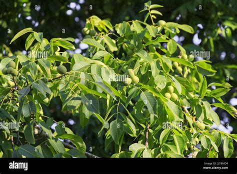 Walnut Tree With Many Nuts Stock Photo - Alamy