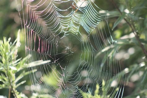 Premium Photo A Pretty Spider Web In Dew