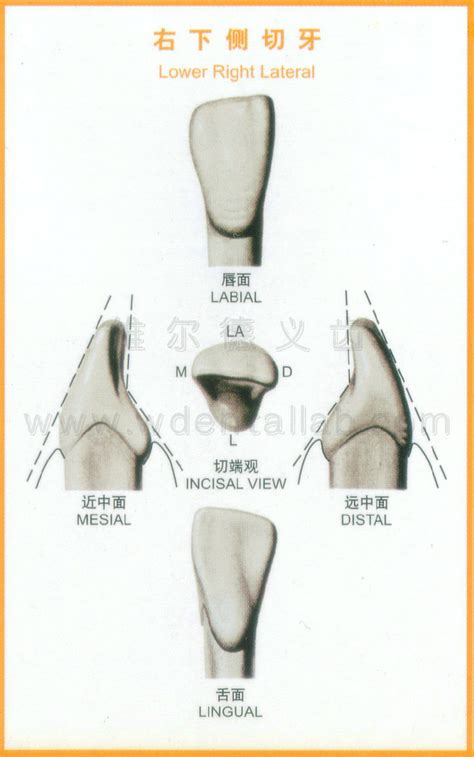 牙齿形状讲解牙齿形状介绍牙齿的各种形状大山谷图库