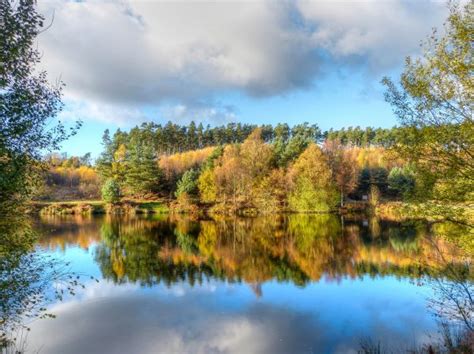 Free Images Landscape Tree Nature Forest Marsh Wilderness Sky