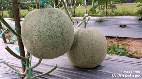 Cara Pemangkasan Melon Sebelum Panen Di Kebun Wisata Buah Krueng Saweuk