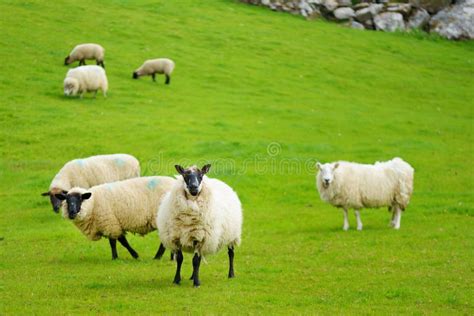 Sheep Marked With Colorful Dye Grazing In Green Pastures Adult Sheep