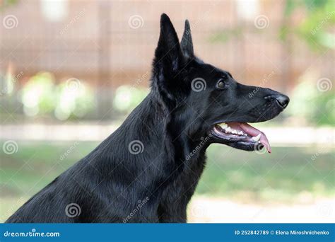 Retrato De Perfil De Un Gran Perro Negro Sonriendo Con La Boca Abierta