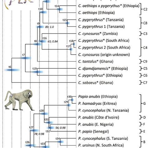 Ultrametric Subtrees Showing Phylogenetic Relationships And Divergence