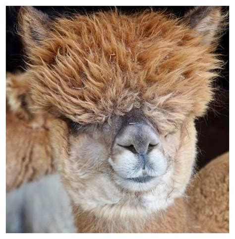 AbbottFarmAlpaca #AlpacaLife | Animals, Critter, Picture