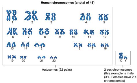 Types Of Chromosomes Based On The Centromere — Lesson Science State Board Class 10