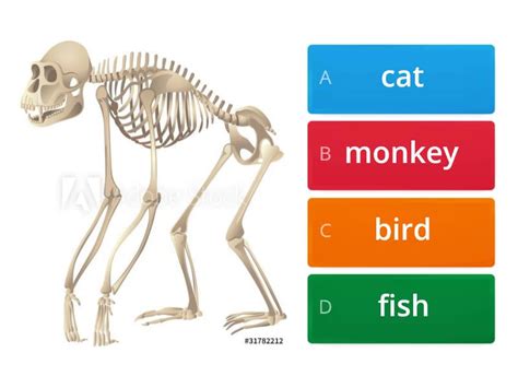 Animal Skeleton. - Quiz