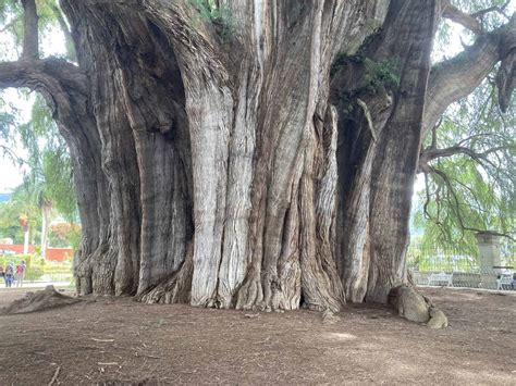 The Tule Tree In Oaxaca International Wood Collectors Society