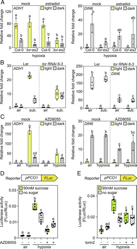 Target Of Rapamycin Signaling Couples Energy To Oxygen Sensing To