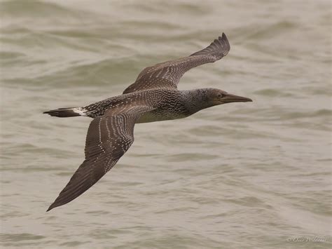 Northern Gannet Juvenile Jan Van Gent Morus Bassanus D Flickr