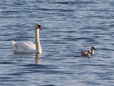 H Ckerschwan Cygnus Olor Mit K Ken Scharm Tzelsee B Flickr