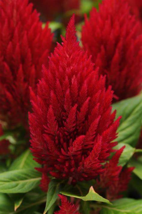 Celosia plumosa First Flame Red | Lucas Greenhouses