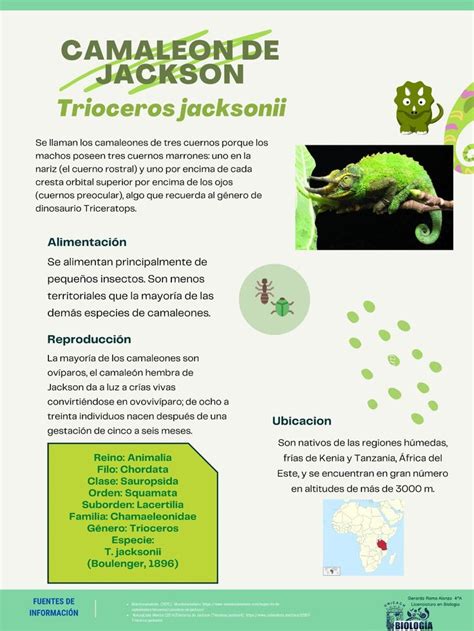 Infograf A Del Camale N De Jackson Trioceros Jacksonii Dinosaurio