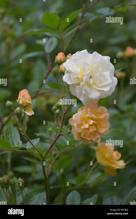 Flowers Of Ghislaine De Féligonde A Rambling Or Climbing Rose With