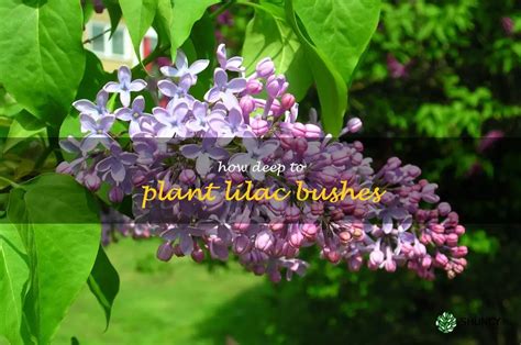 A Step By Step Guide To Planting Lilac Bushes At The Right Depth ShunCy