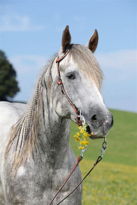 12 Horse Coat Colors: Patterns, Genetics, and Pictures