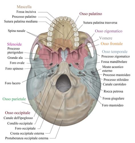 Ossa Del Cranio